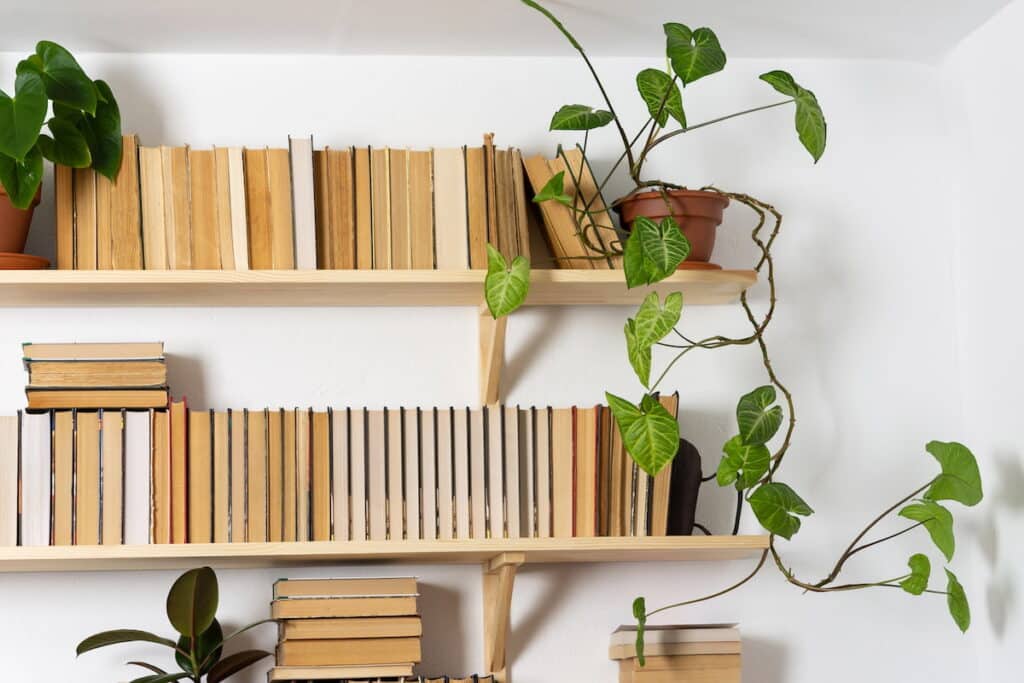 bookshelves with books and plants